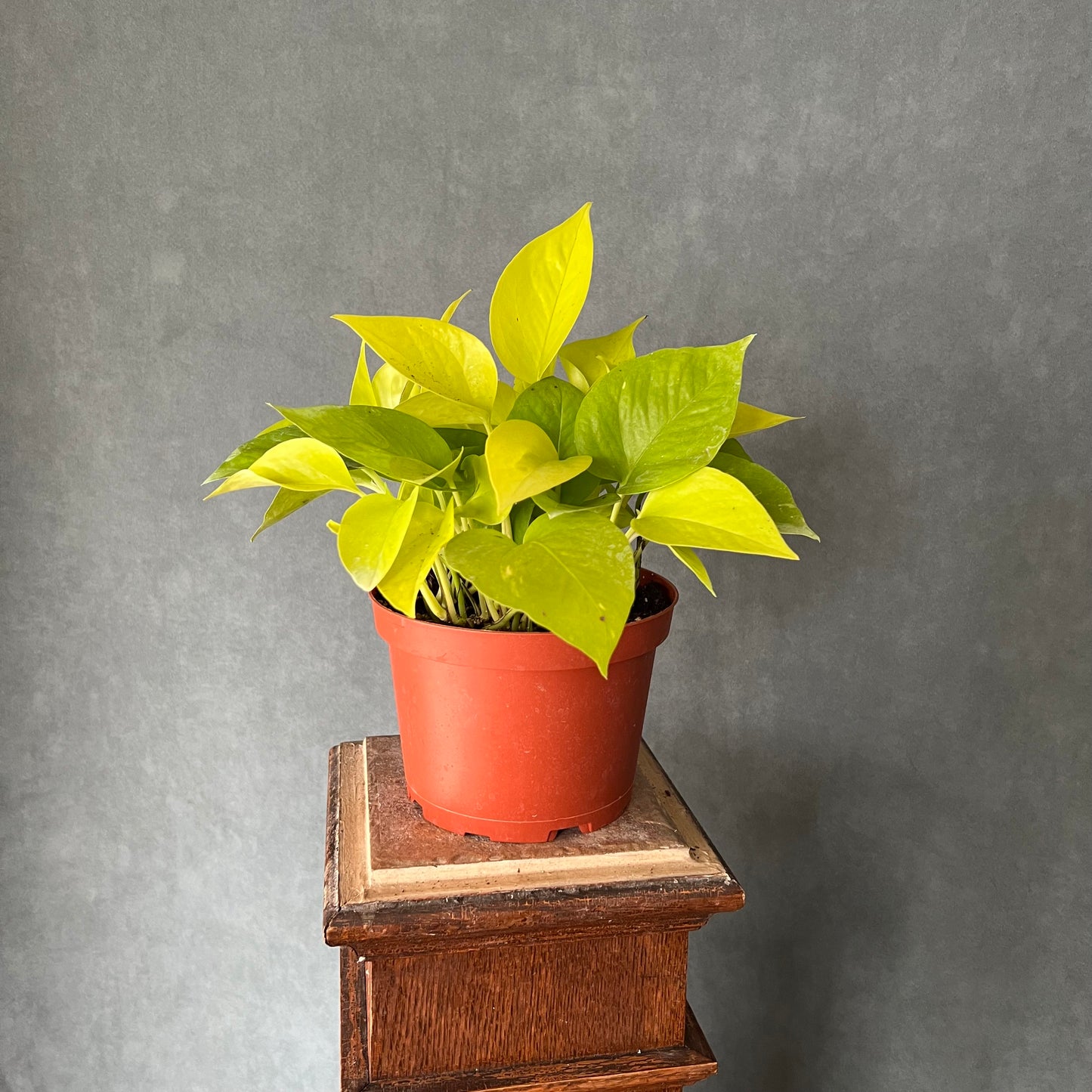 6" Neon Pothos