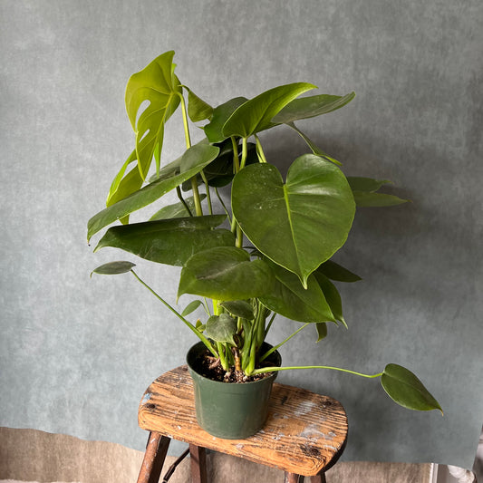 6" Split Leaf Monstera Plant