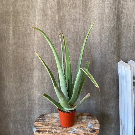 6" Aloe Succulent