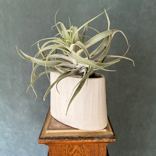 Elliptical Vase by Ross Kunze