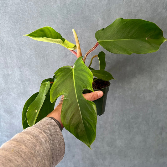 4" Squamiferum Philodendron Plant