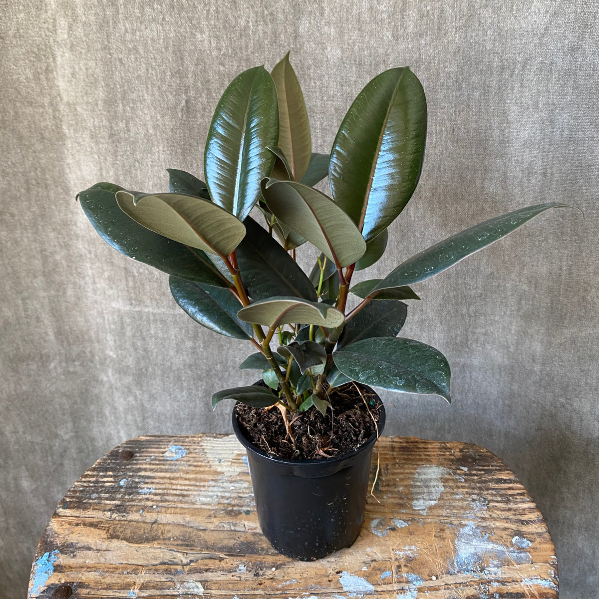 4" Ficus Elastica Rubber Plant