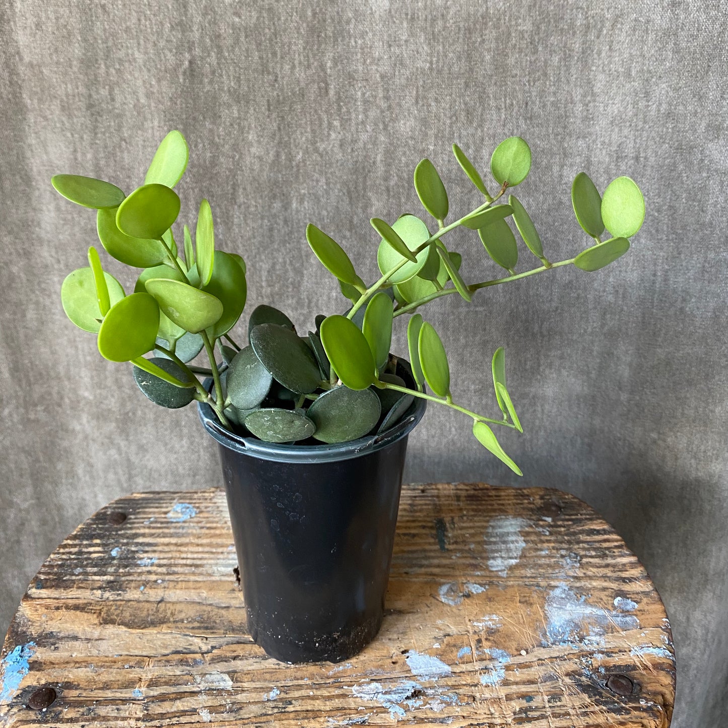 4" String of Coins Hanging Plant