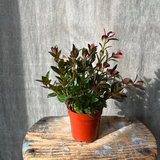 4” Goldfish Lipstick Plant
