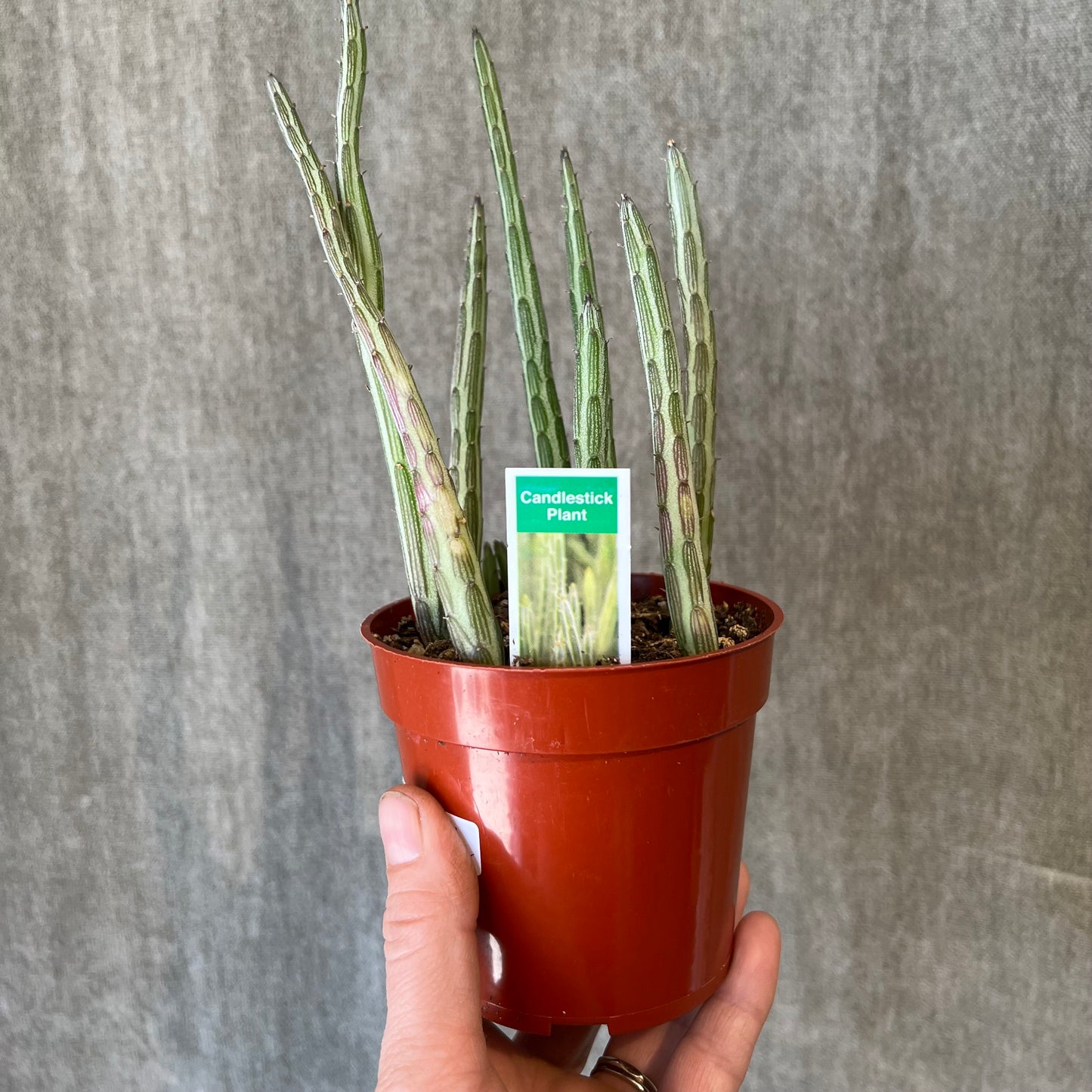 4" Pickle Cactus Plant