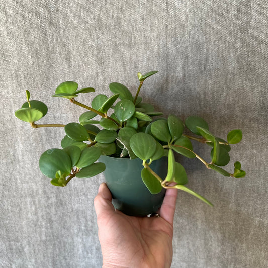 4" Hope Pilea Peperomia