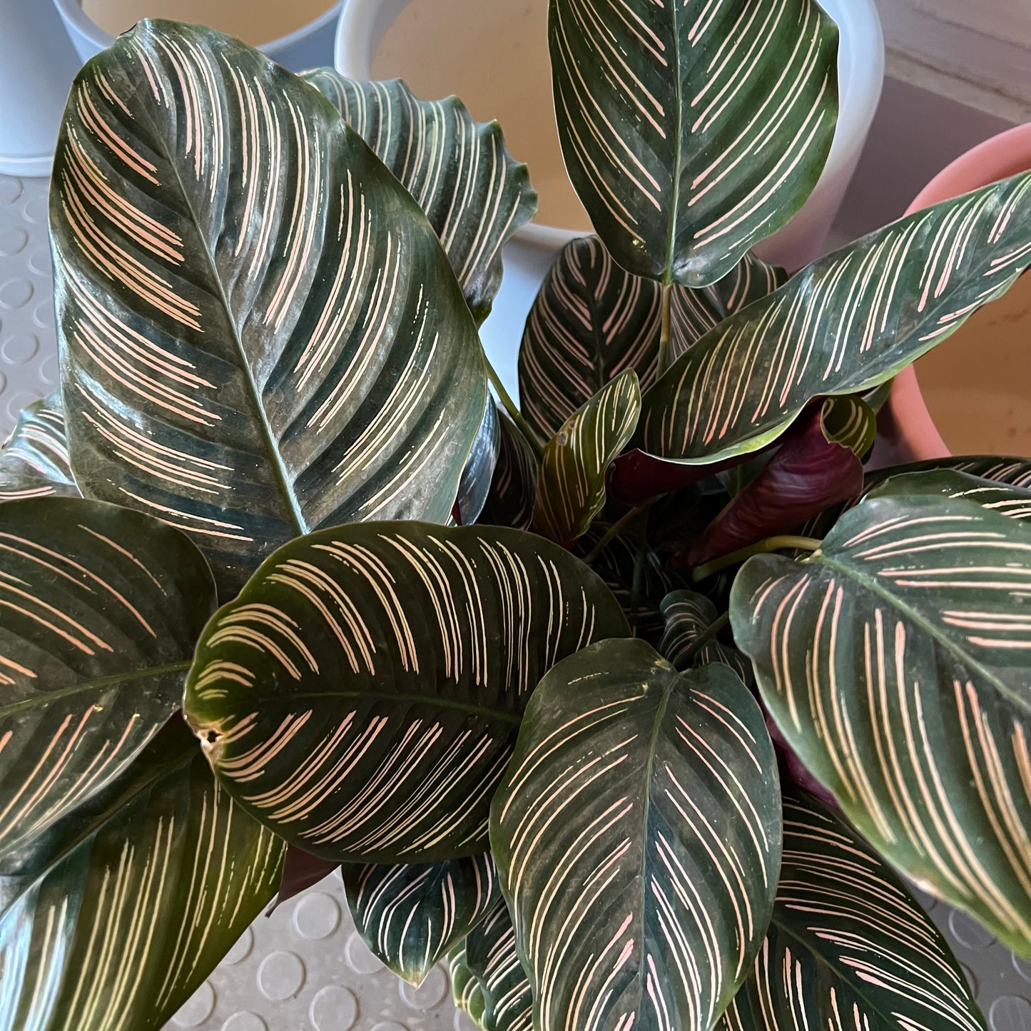 8" Ornata Calathea Plant