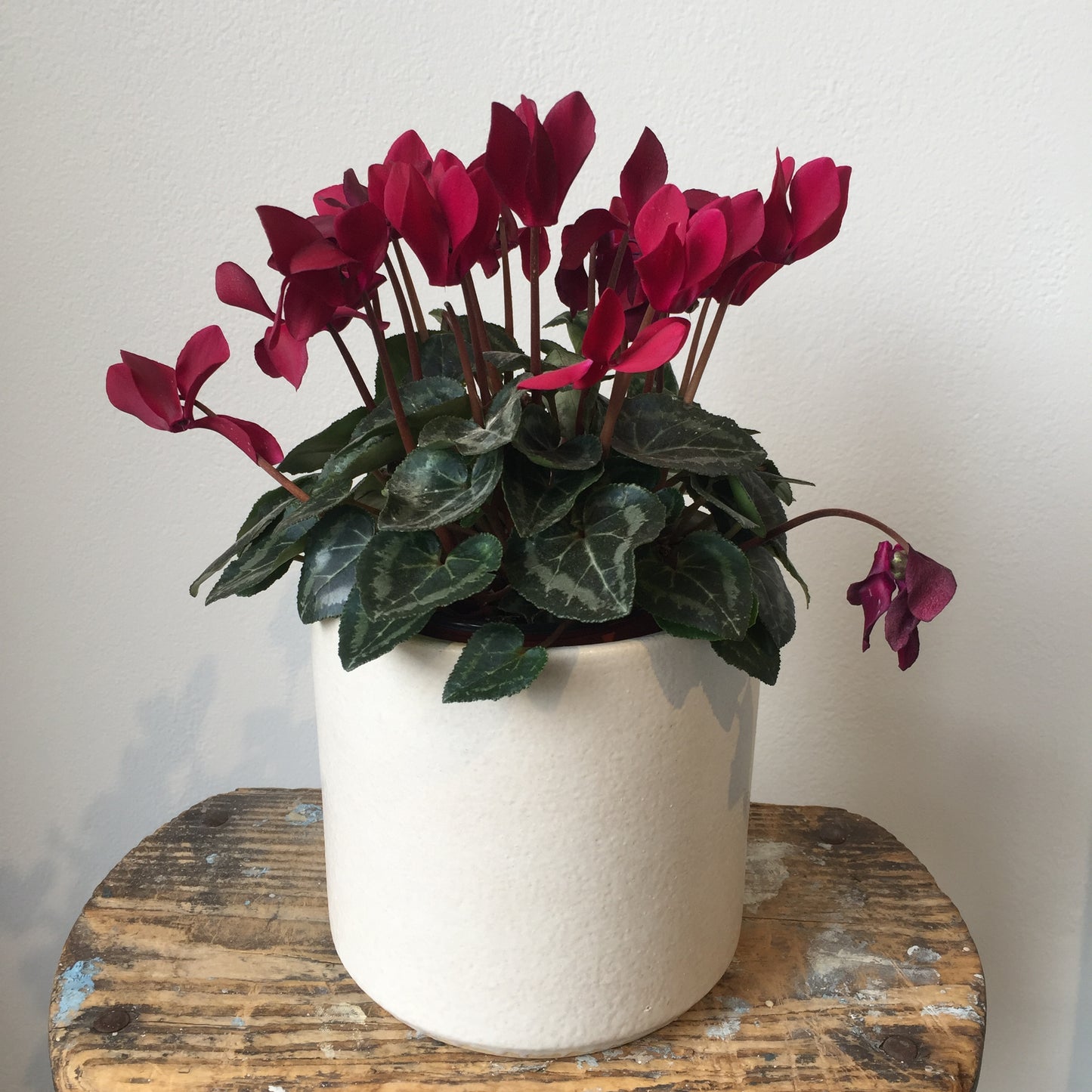 4" Cyclamen Plant