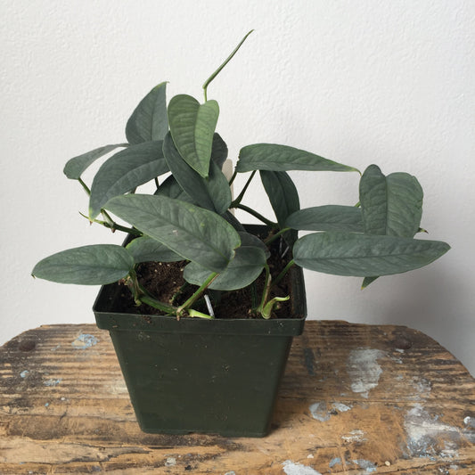 4" Cebu Blue Pothos Plant