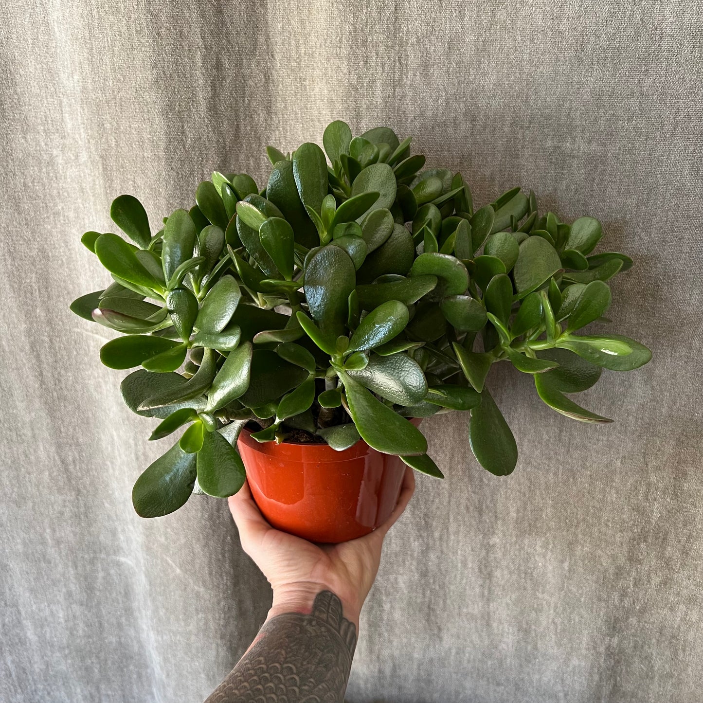 8" Jade