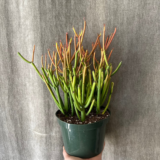 6" Pencil Cactus/Fire Stick