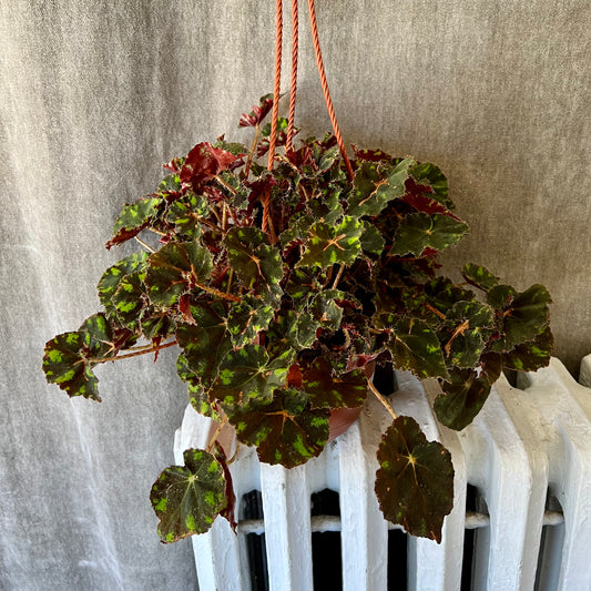 6" Begonia Plant