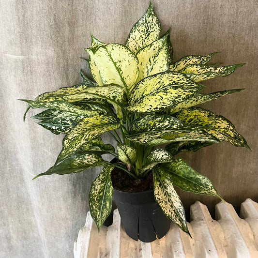 6" Chinese Evergreen/Aglaonema Plant