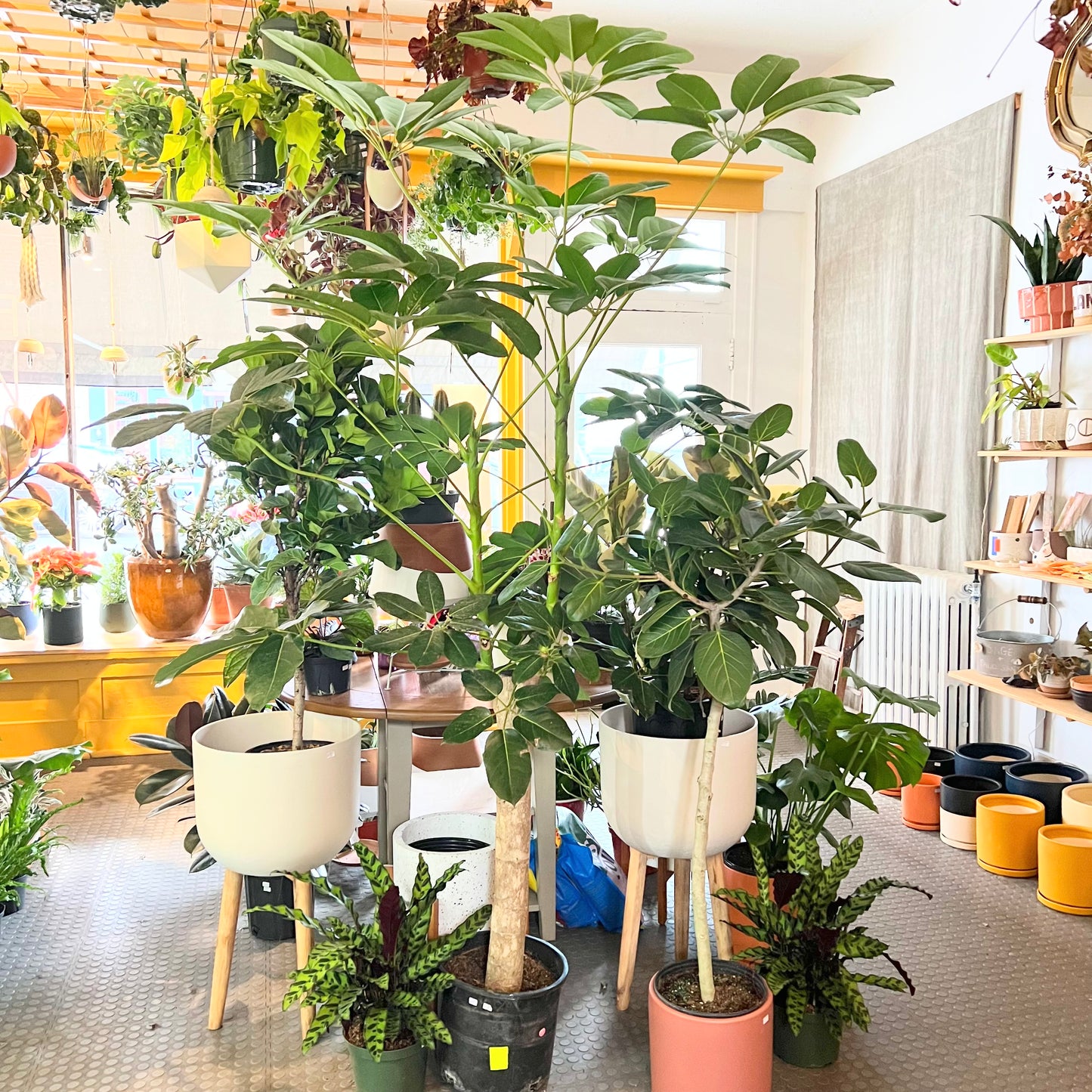 10" Schefflera Trinette Plant