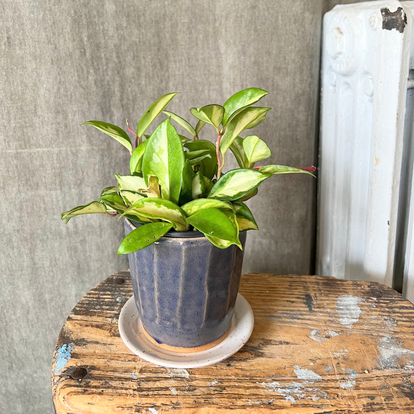 Small Faceted Coral Blue Planter by Ross Kunze