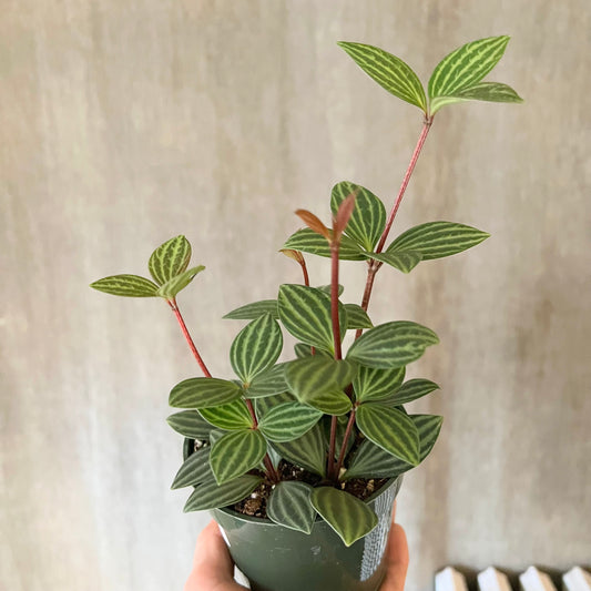 4" Stilt Peperomia Plant