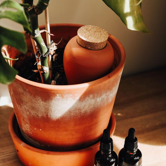 Olla Pepin Plant Watering Device