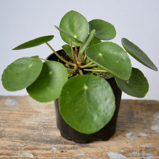 6" Pilea Chinese Money Plant