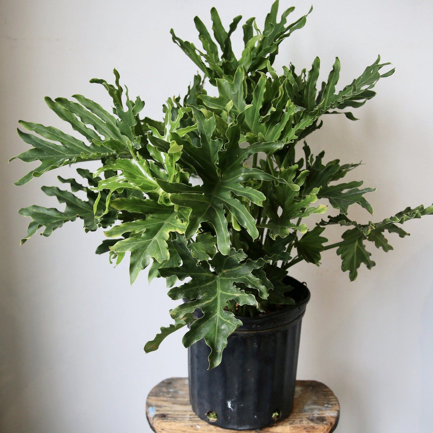 8" Selloum Philodendron Plant