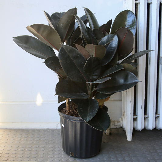 10" Ficus Elastica - Rubber Plant