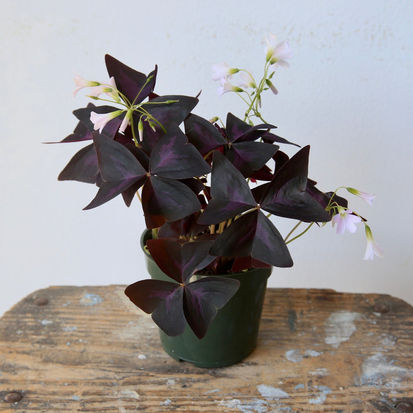 4" Oxalis Triangularis aka Oxtail, Purple Shamrock