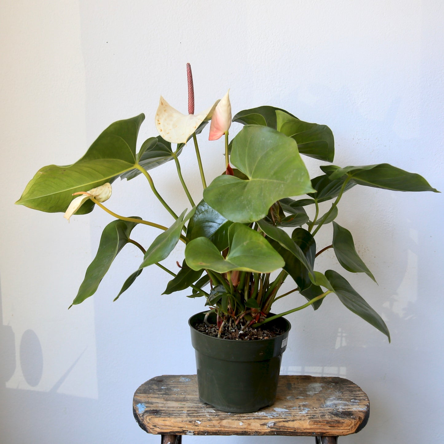 4" Anthurium Plant