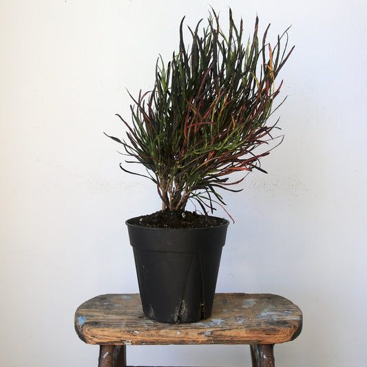 4" Croton Picasso Plant