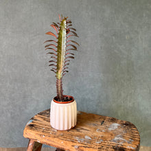 Extra Small Planter by Ross Kunze
