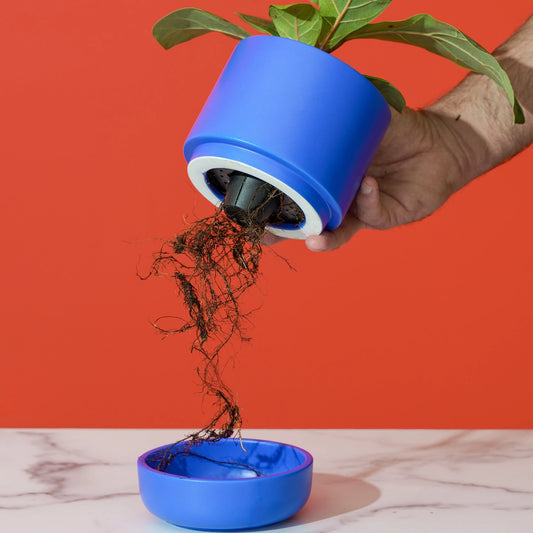 Frankliin Small Self Watering Planter