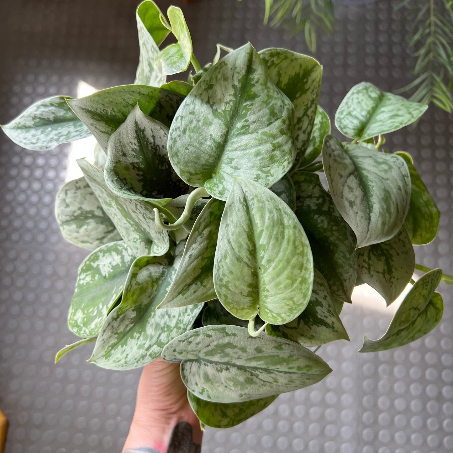 6" Satin Pothos Ivy Plant