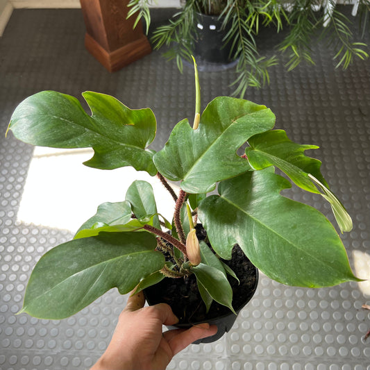 8" Squamiferum Philodendron