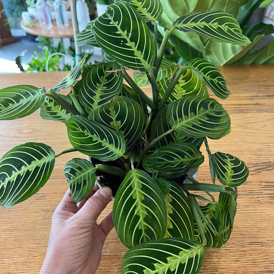 6" Lemon Prayer Maranta Calathea Plant