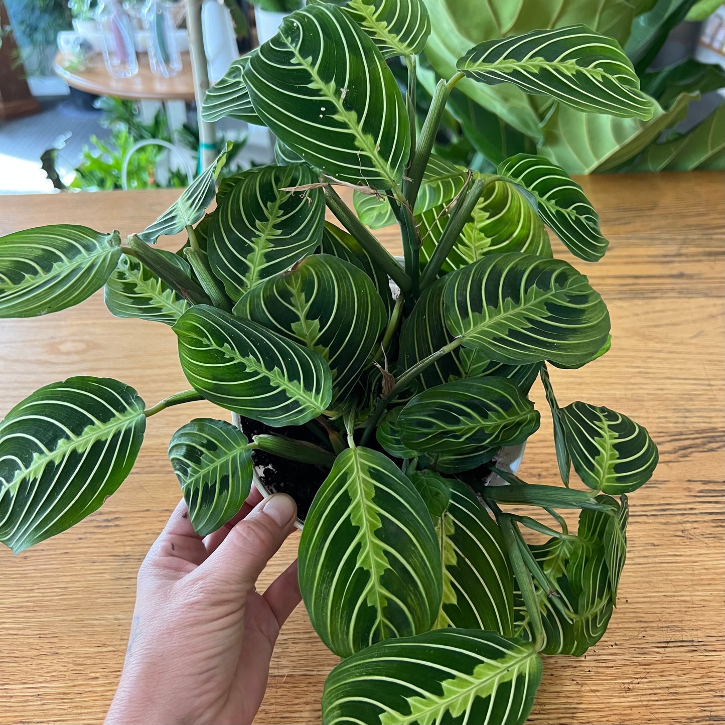 4" Lemon Prayer Maranta Calathea Plant