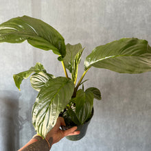 6" Bat Plant