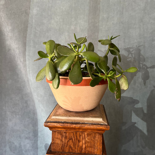 Western Planter by Hands on Ceramics