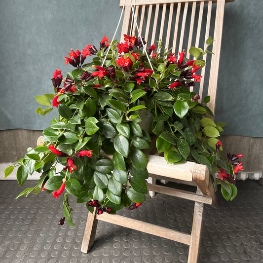 8" Hanging Lipstick Plant