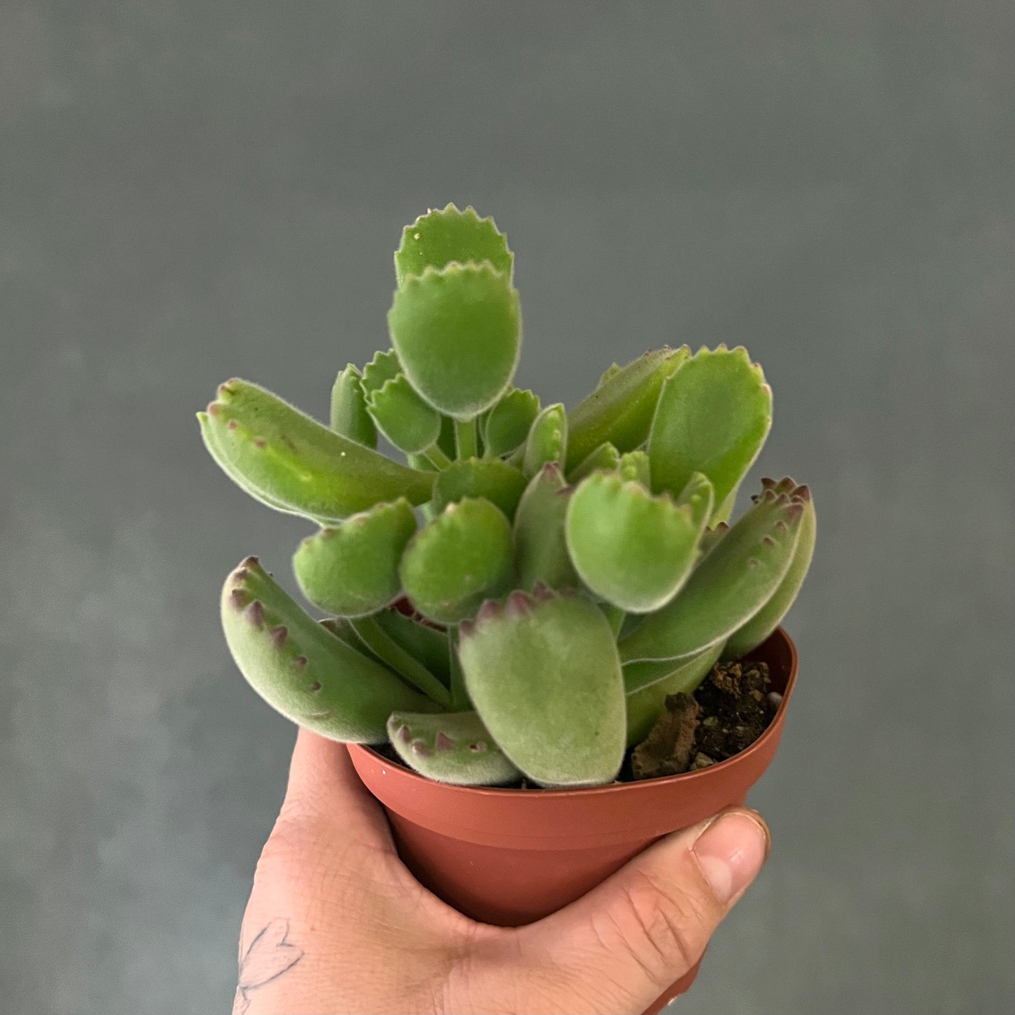 4" Bear Paw Succulent