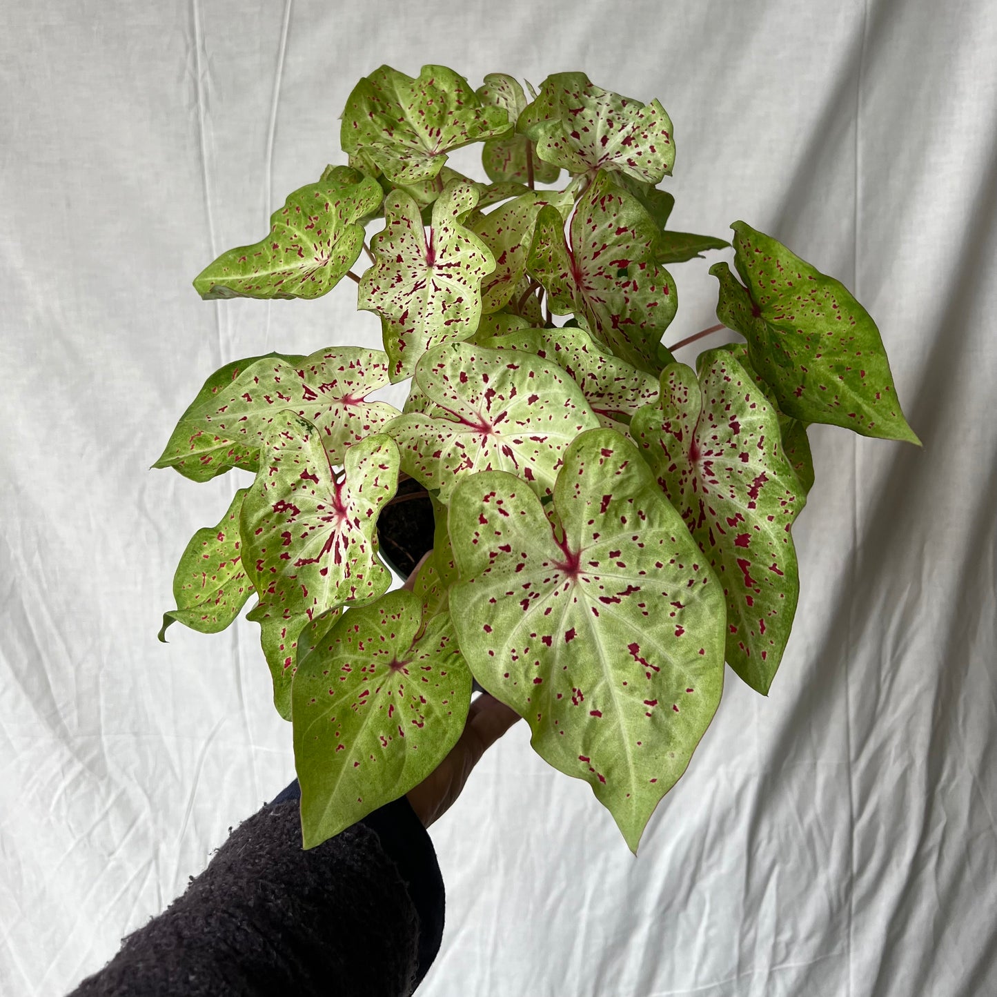 6" Caladium Plant
