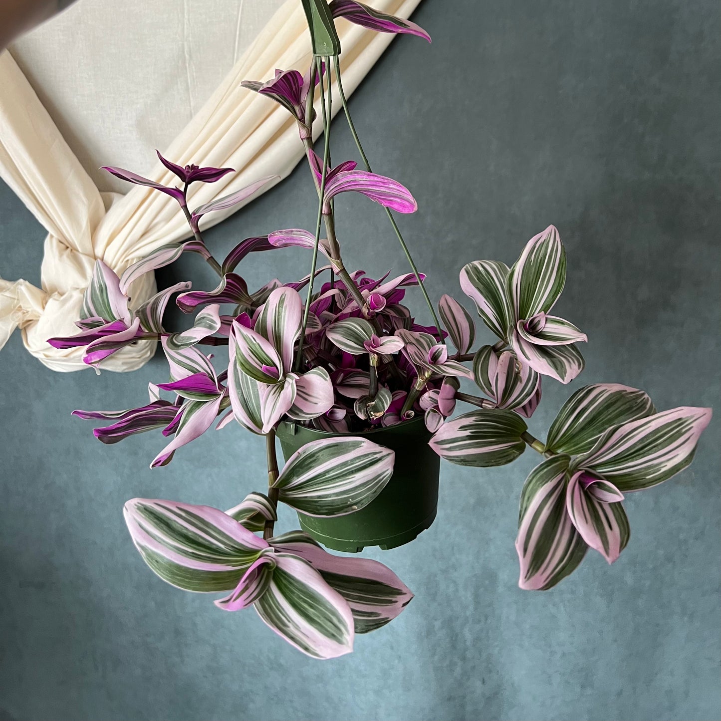 6" Tradescantia Zebrina/Bubblegum/Nanouk