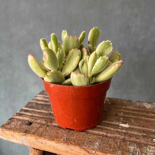 4" Bear Paw Succulent