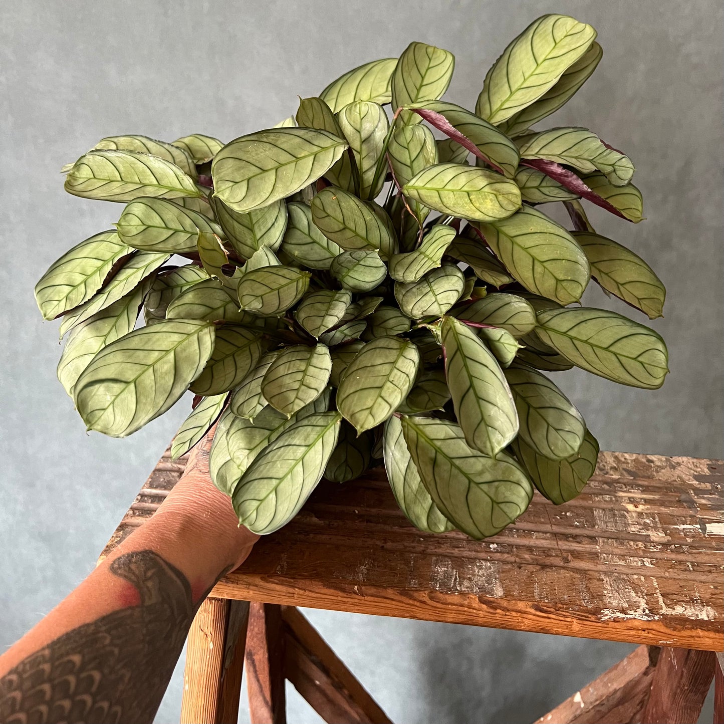 4" Amagris Calathea Plant