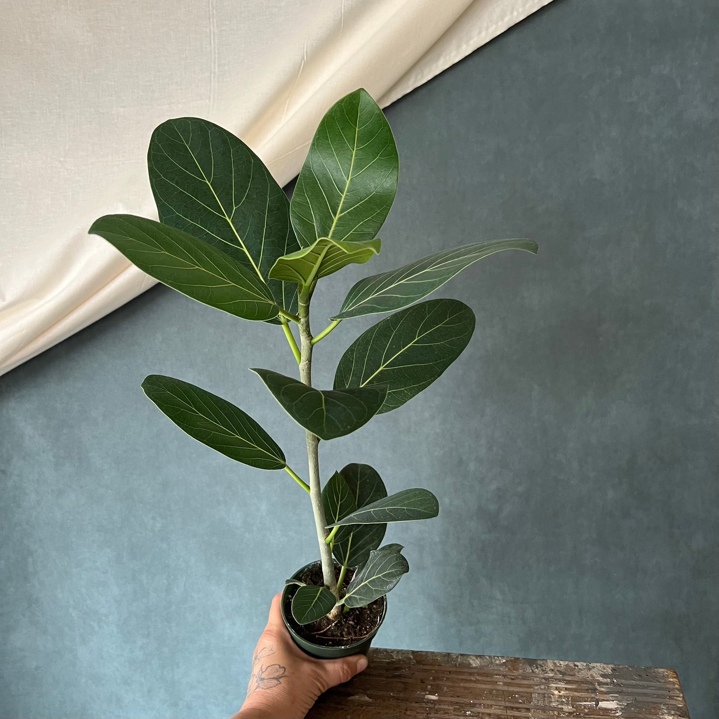 4” Audrey Ficus