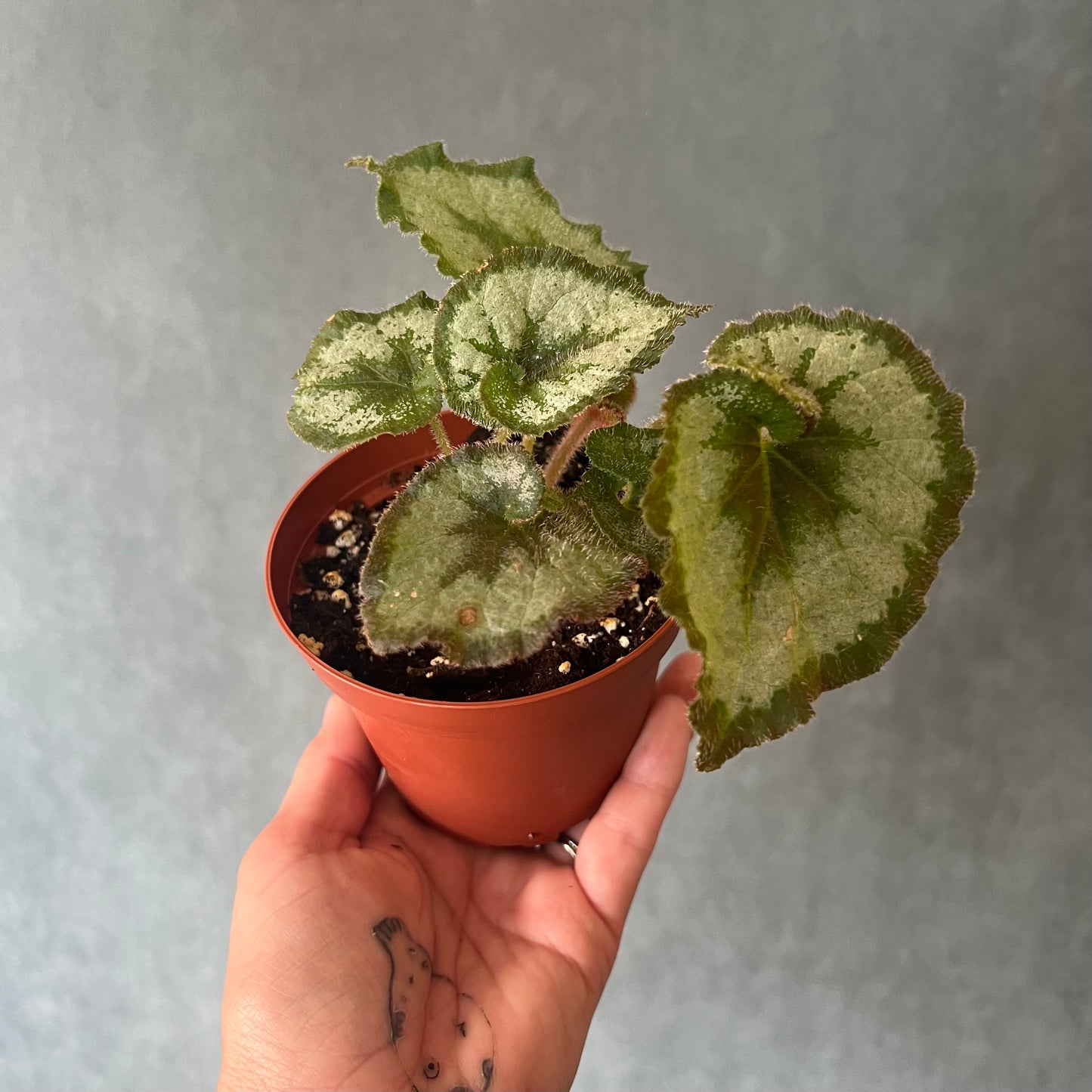 4" Begonia Plant