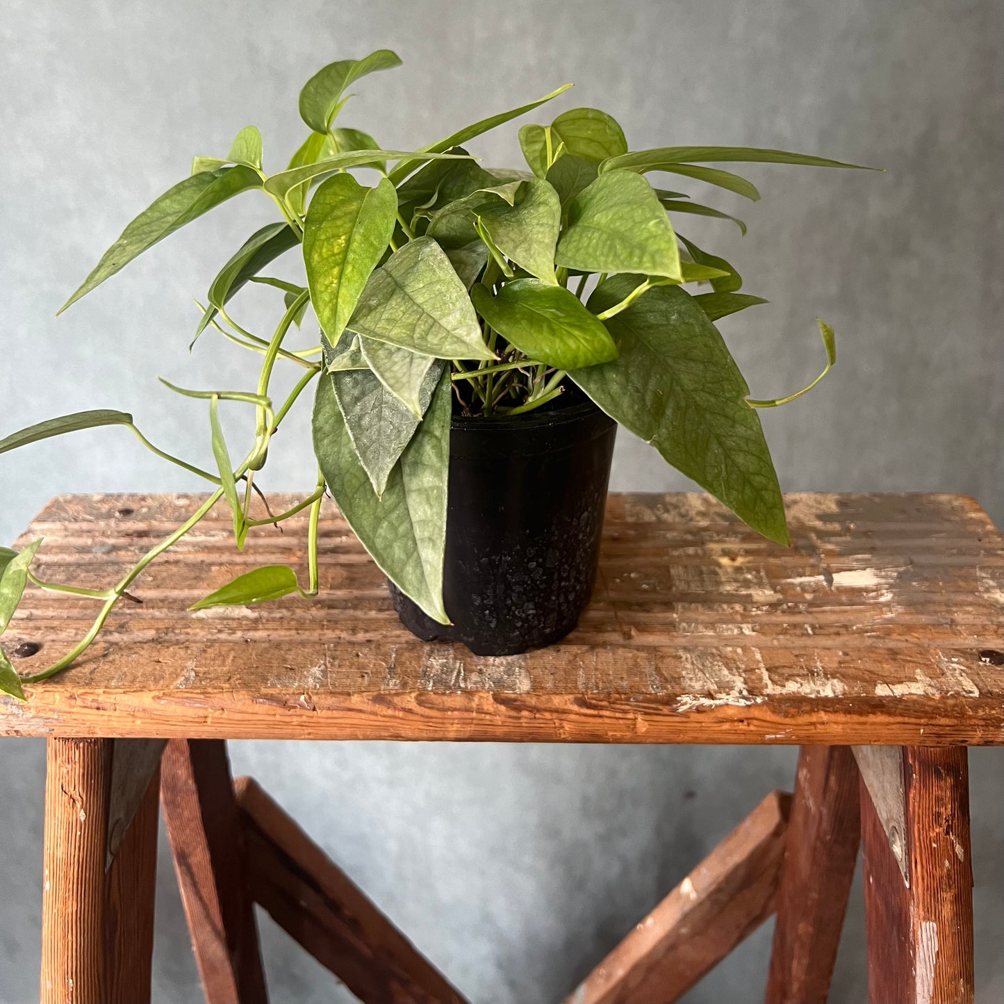 4" Cebu Blue Pothos Plant