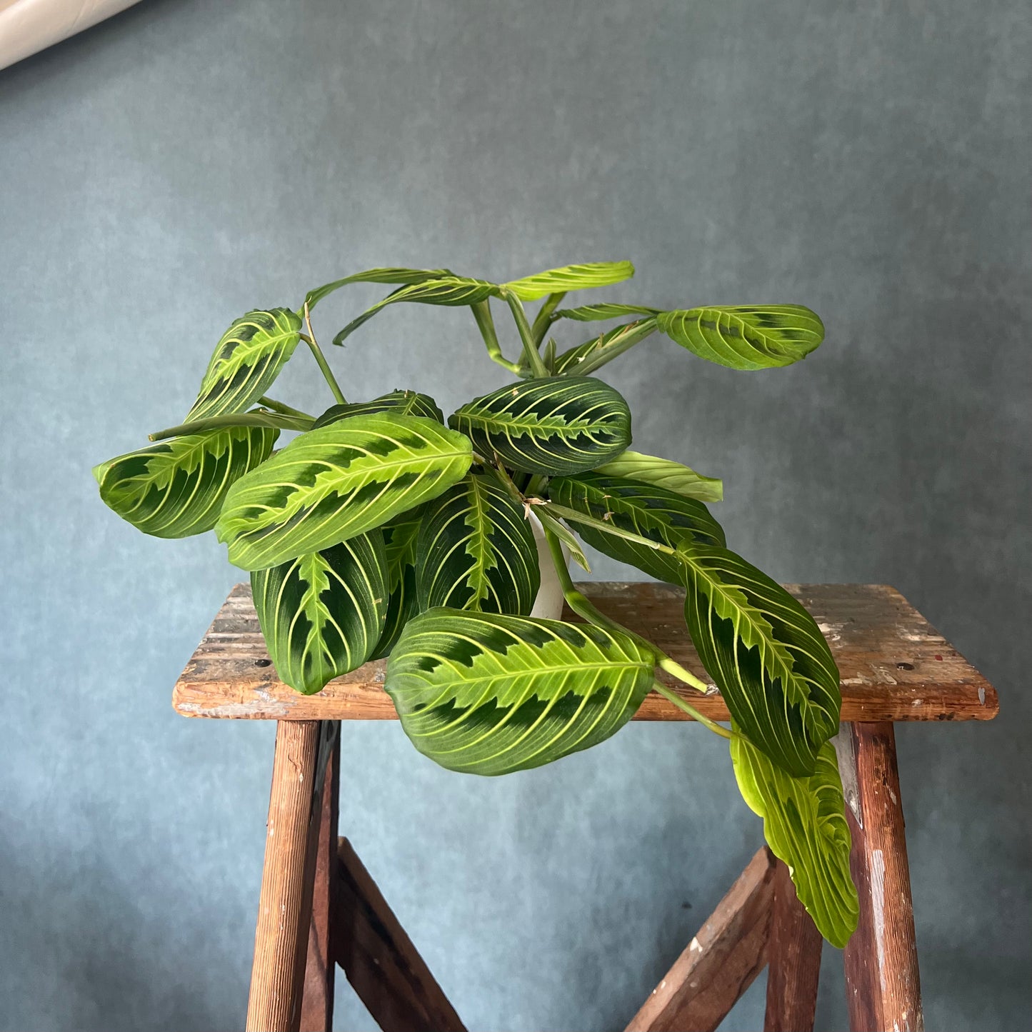 4" Lemon Prayer Maranta Calathea Plant