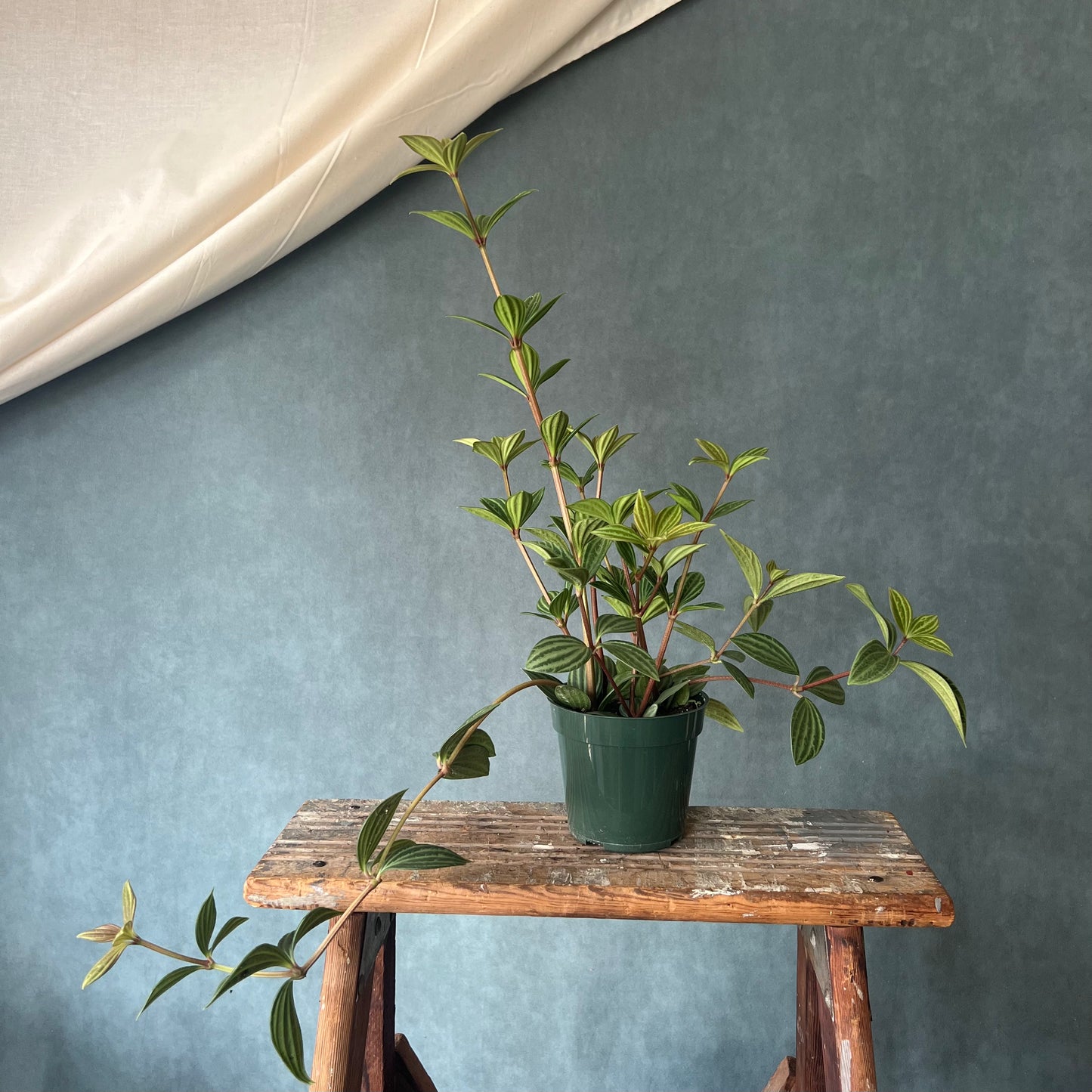 4" Stilt Peperomia Plant