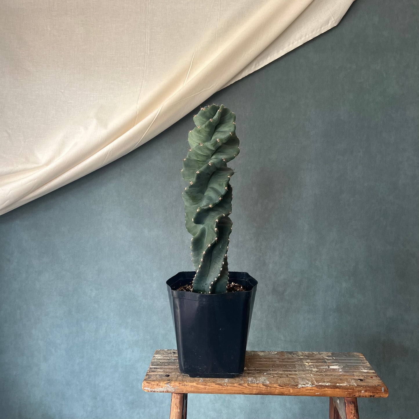 6" Blue Spiral Cactus