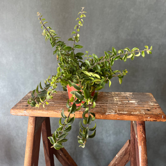 4” Rasta Lipstick Plant