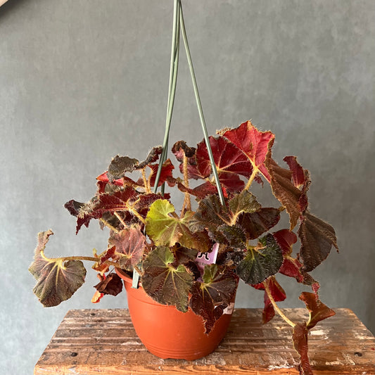 6" Begonia Plant