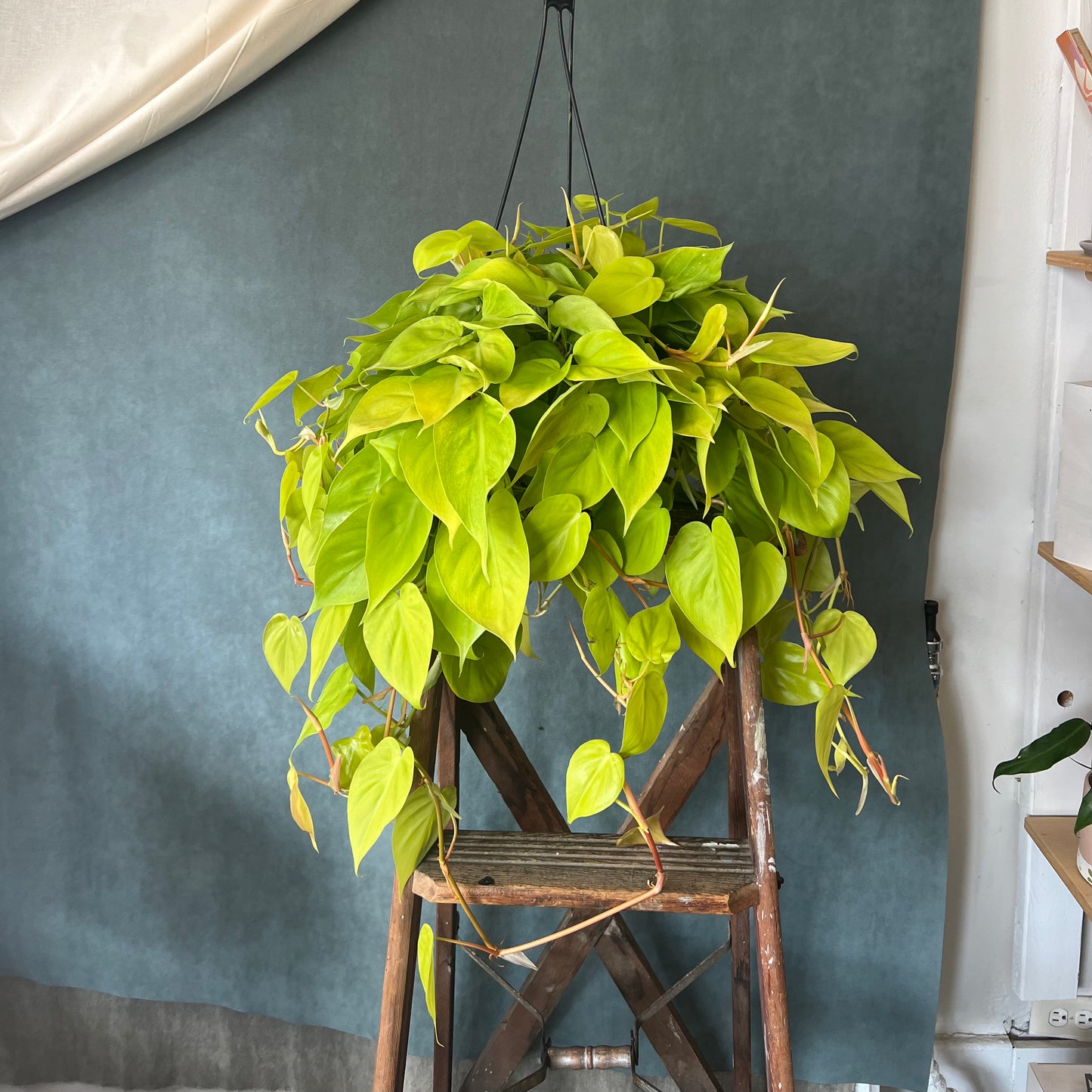 8" Neon Lemon Philodendron